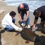 Kafa Travması Geçiren Caretta Caretta YDÜ Hayvan Hastanesi’ne Kaldırıldı Kafa Travması Geçiren Caretta Caretta YDÜ Hayvan Hastanesi’ne Kaldırıldı