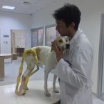 Yakın Doğu Üniversitesinde 3D Yazıcı İle Hayvanlara Özel Splint Üretildi